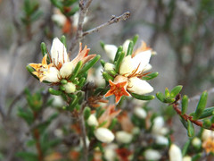 Cryptandra hispidula