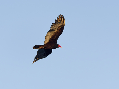 Turkey Vulture