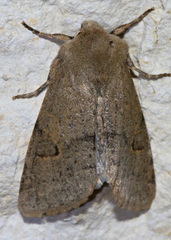 Orthosia annulimacula