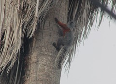 Sciurus aureogaster aureogaster