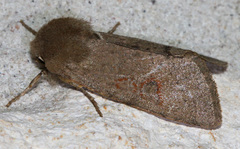 Orthosia annulimacula