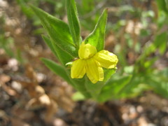 Goodenia amplexans