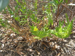 Goodenia amplexans