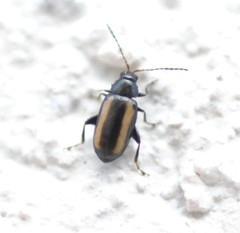 Phyllotreta vittula