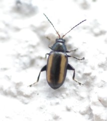 Phyllotreta vittula