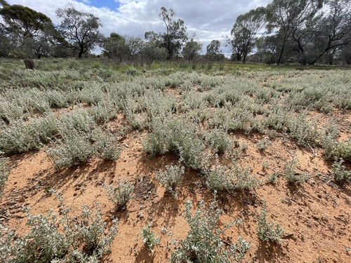 Sclerolaena obliquicuspis, 2026-04-11