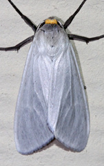 Pygarctia flavidorsalis