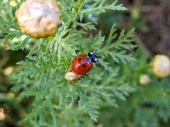Coccinella septempunctata