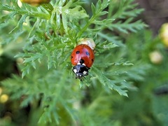 Coccinella septempunctata