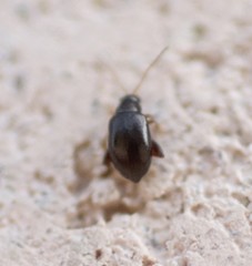 Longitarsus parvulus