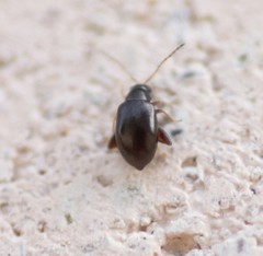 Longitarsus parvulus