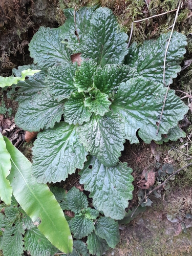 Pyrenean Violet (Ramonda myconi)