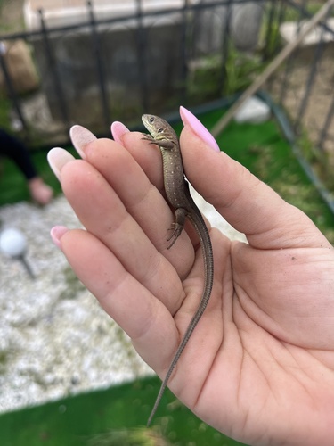 Green Lizard