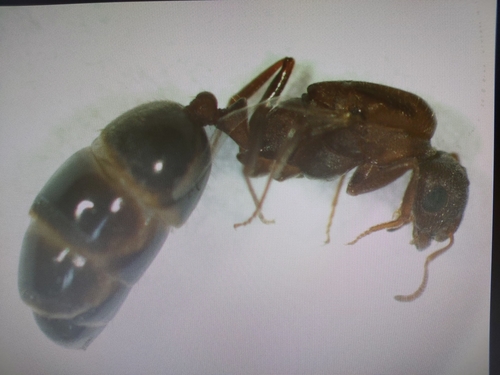 Monomorium subcomaeMonomorium subcomae
