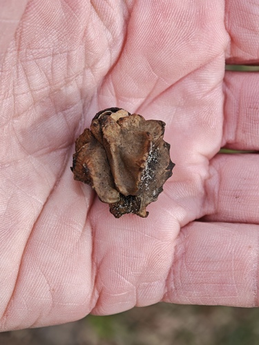 Knopper Gall Wasp, Noordwijk, Nederland, photo 4 of 10