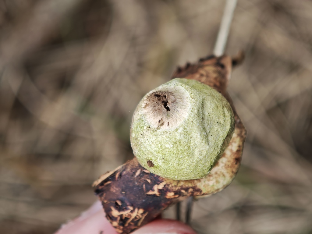 Geastrum michelianum · April 2026 · photo: © rudolphous (iNaturalist, cc-by)