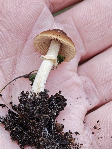 Pholiotina aporos — (c) Michel Langeveld, some rights reserved (CC BY)