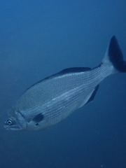 Kyphosus gladius