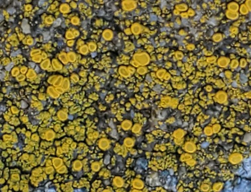 Tryninė geltūnė nuotrauka