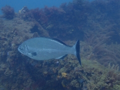 Kyphosus gladius