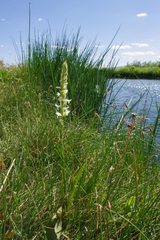 Spiranthes diluvialis