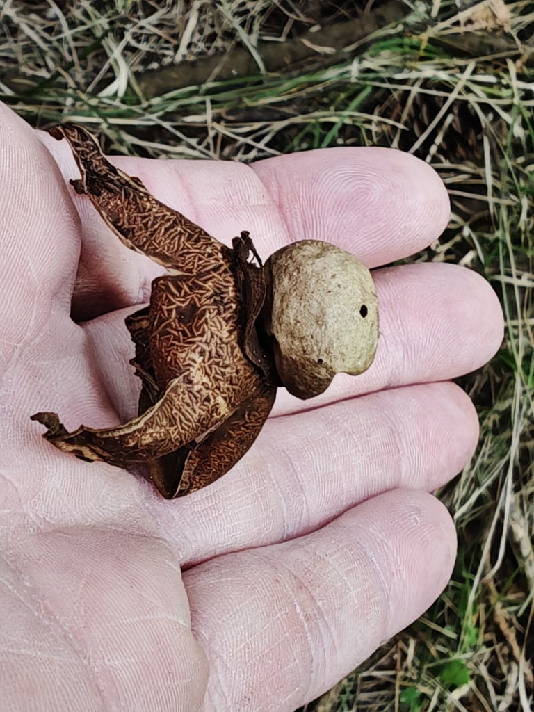 Geastrum michelianum · April 2026 · photo: © rudolphous (iNaturalist, cc-by)