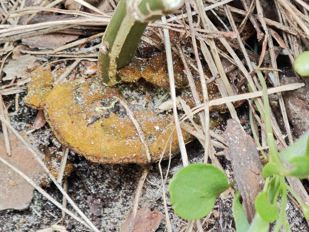 Phylloporia ribis