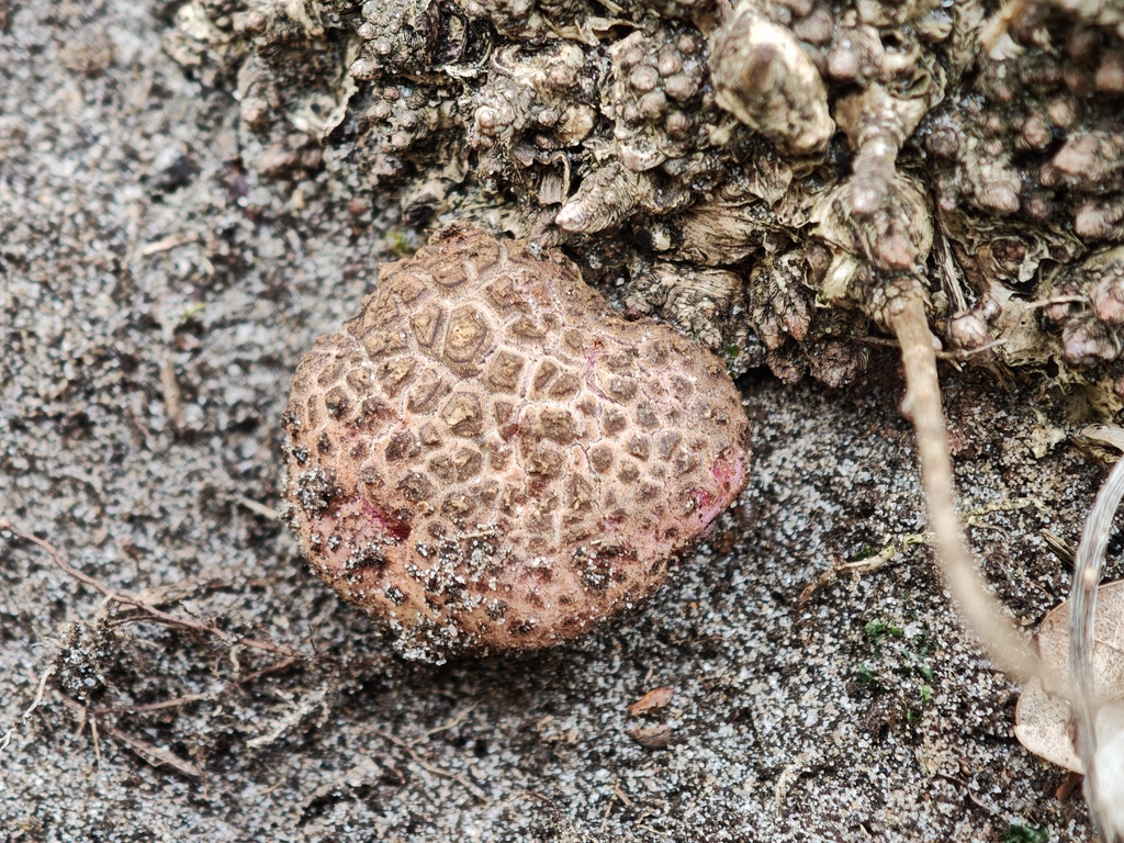 Scleroderma citrinum · April 2026 · photo: © rudolphous (iNaturalist, cc-by)