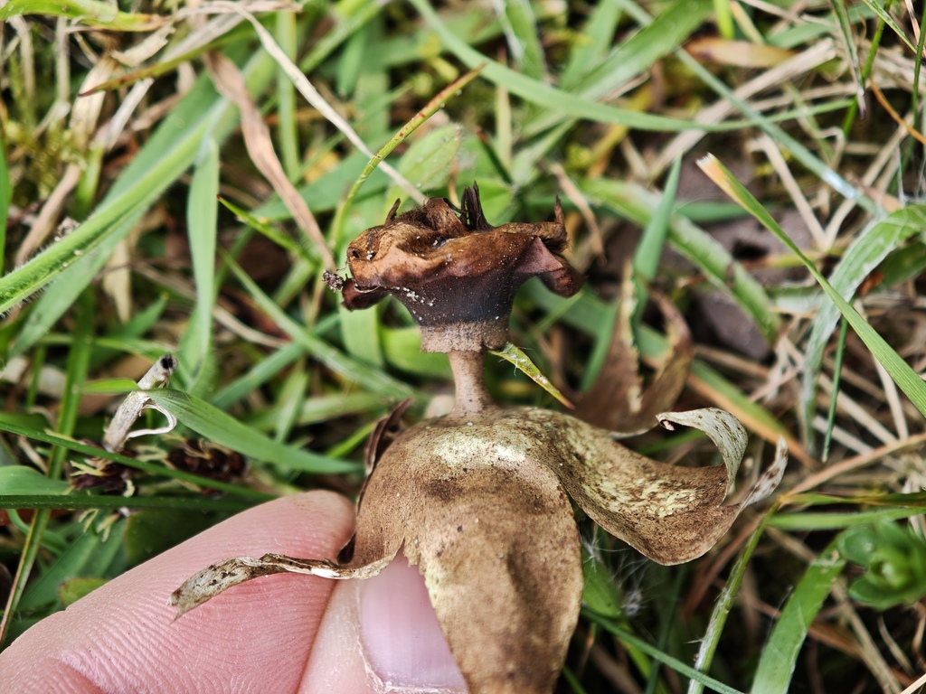 Geastrum striatum · April 2026 · photo: © rudolphous (iNaturalist, cc-by)