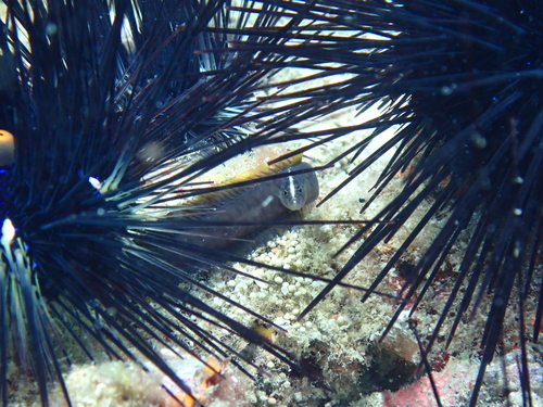Haliophis guttatus observed 2026-03-07