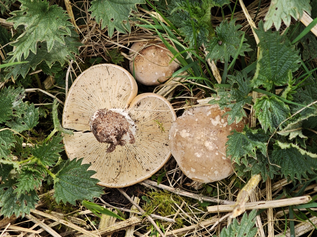 Calocybe gambosa · April 2026 · photo: © rudolphous (iNaturalist, cc-by)