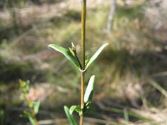 Logania recurva