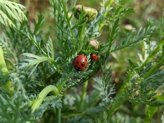 Coccinella septempunctata