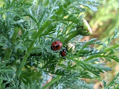 Coccinella septempunctata
