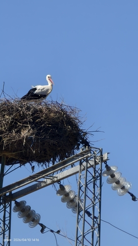 White Stork
