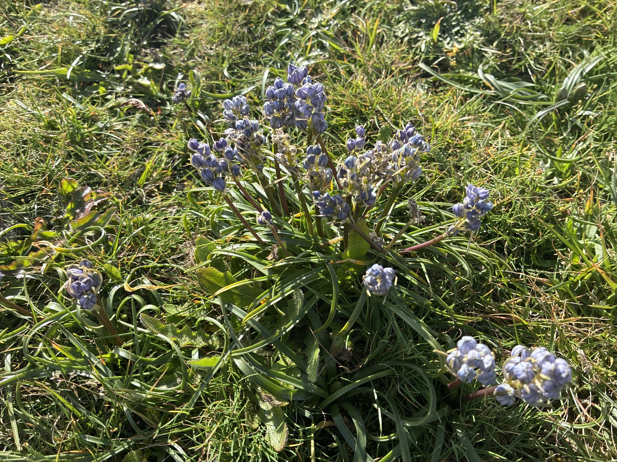 Spring Squill (Scilla verna)