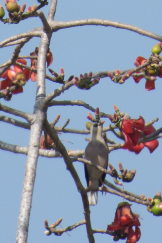 Burmese Myna (Acridotheres burmannicus), photo 3