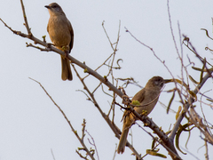 Pycnonotus blanfordi