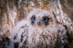 Falco peregrinus