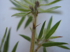 Pultenaea involucrata