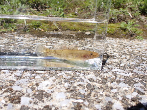 Gymnogobius petschiliensis