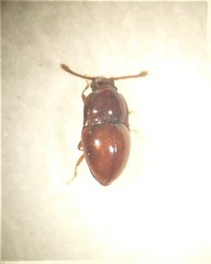 Picrotus thoracicus