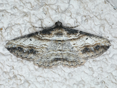 Syneora euboliaria