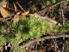 Pultenaea involucrata