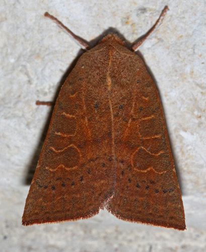 Xystopeplus rufago
