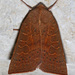 Red-winged Sallow - Photo (c) Diana-Terry Hibbitts, some rights reserved (CC BY-NC), uploaded by Diana-Terry Hibbitts