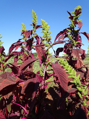 Amaranthus cruentus image