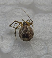 Parasteatoda simulans