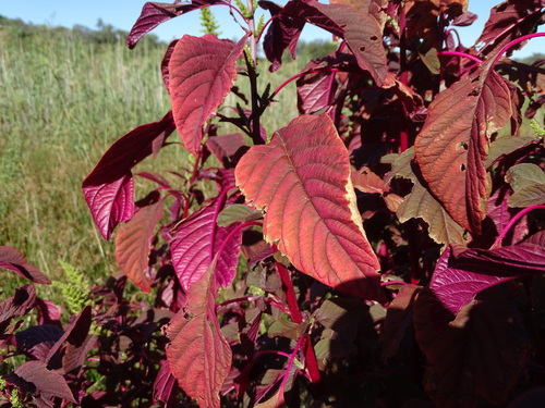 Amaranthus cruentus image