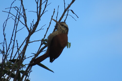 Narrow-billed Woodcreeper